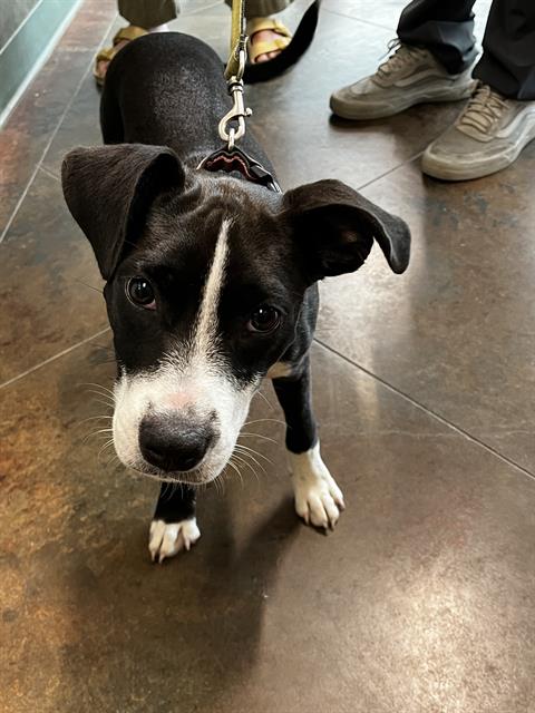 Image_A125948