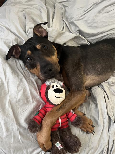 REGGIE, adoptable senior Rottweiler and Chinese Sharpei