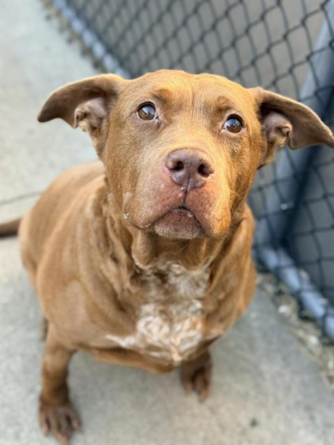 CANDELABRA, adoptable senior Labrador Retriever mix