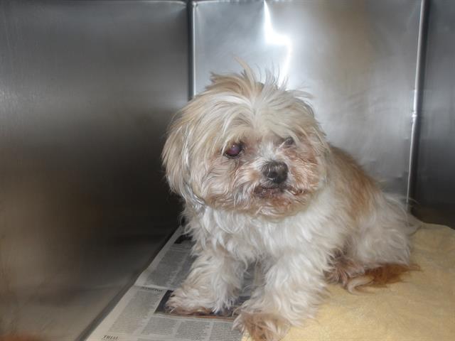 TIGER, adoptable senior Shih Tzu mix