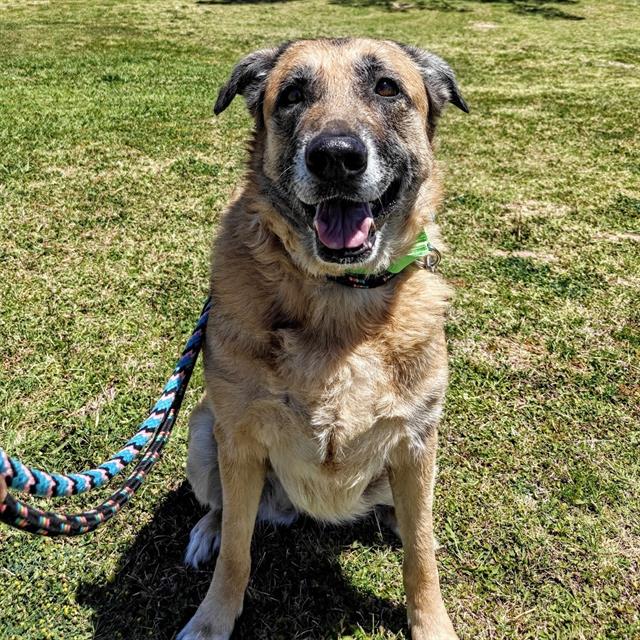 Lola, adoptable senior dog