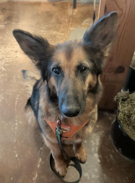 STELLALUNA THE FRUIT BAT, adoptable senior German Shepherd Dog