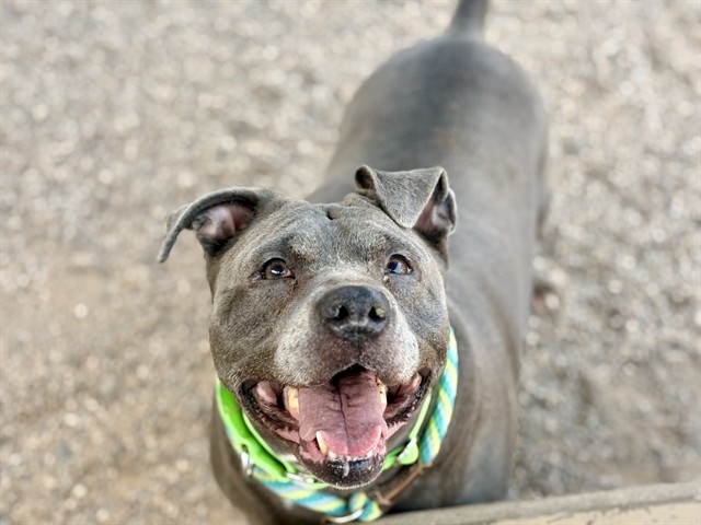 Yoga*, adoptable senior dog