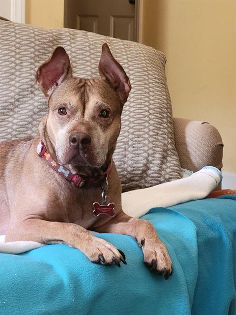 WILLETTE, adoptable senior Pit Bull Terrier