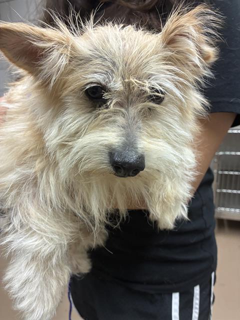 TINY, adoptable senior Chihuahua - Smooth Coated mix