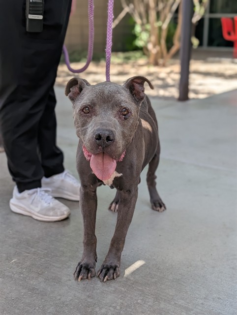 Satchmo, adoptable senior dog