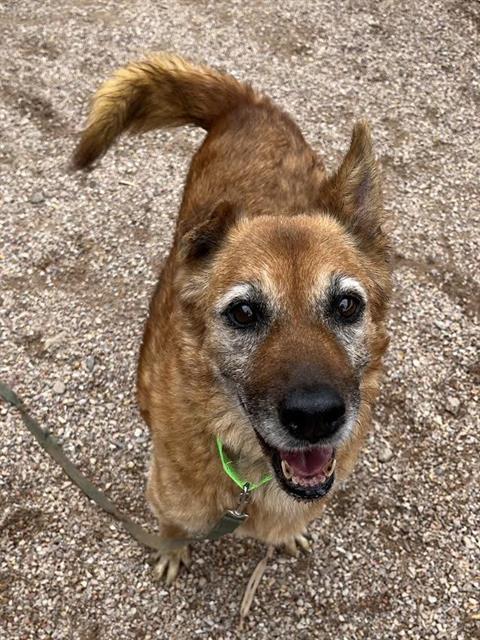 Mai Tai, adoptable senior dog