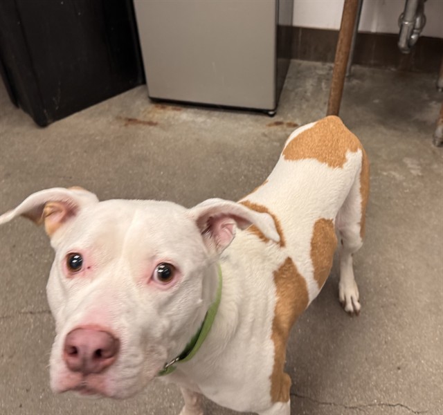Lala, adoptable senior dog