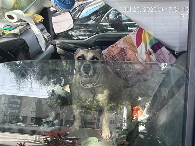 Image_A365163
