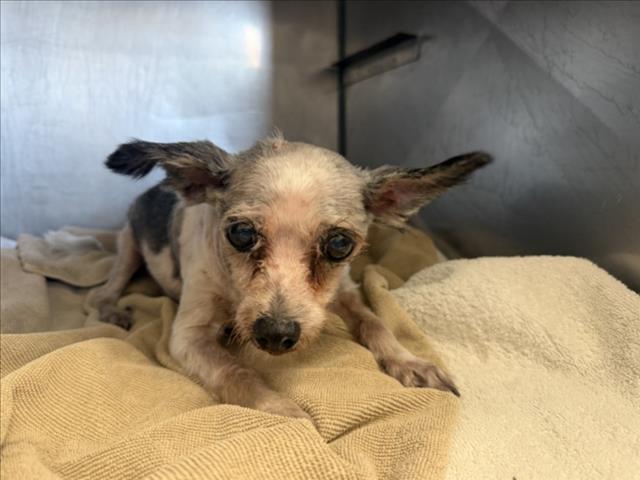 Senior Chihuahua - Smooth Coated mix, adoptable senior dog