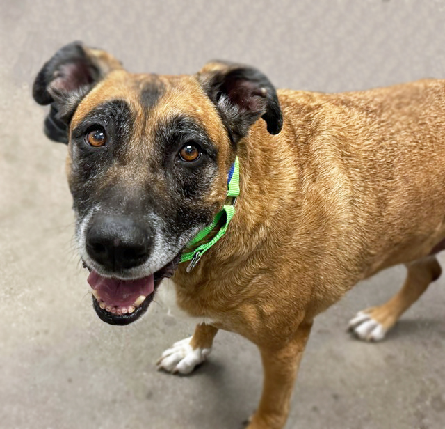 Harley, adoptable senior dog