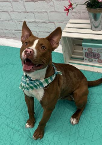 Image_A185035