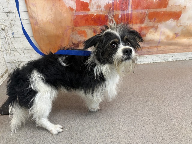 Senior Maltese, adoptable senior dog