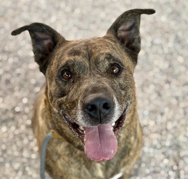 Sherekhan, adoptable senior dog