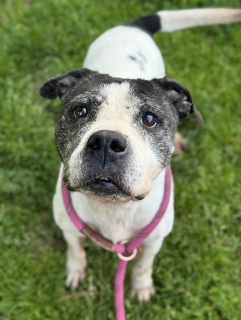 COOKIE DOUGH, adoptable senior American Pit Bull Terrier