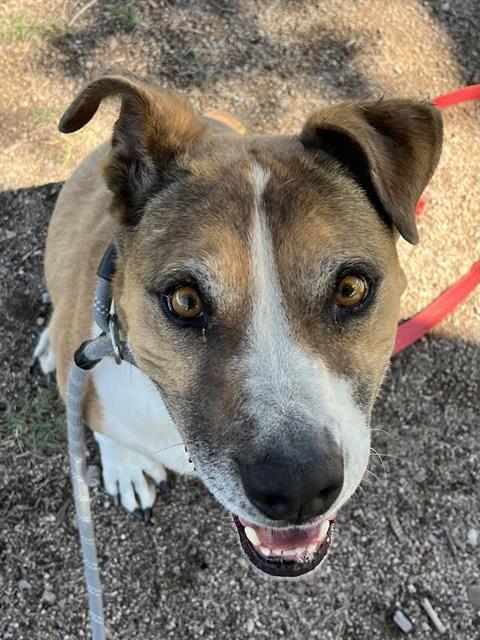 Curvy, adoptable senior dog