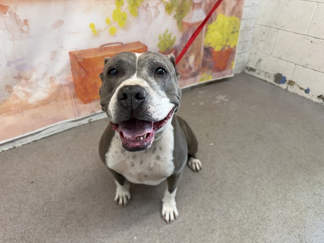 PEBBLES, adoptable senior dog