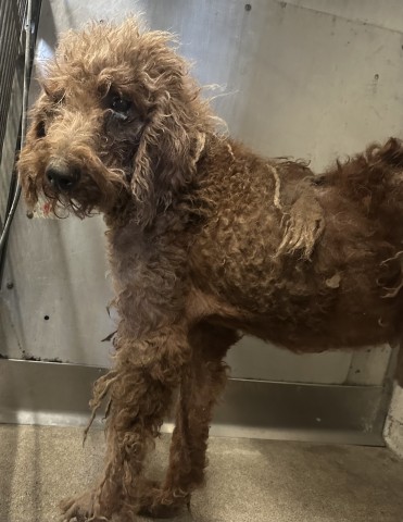 Senior Poodle - Standard, adoptable senior dog