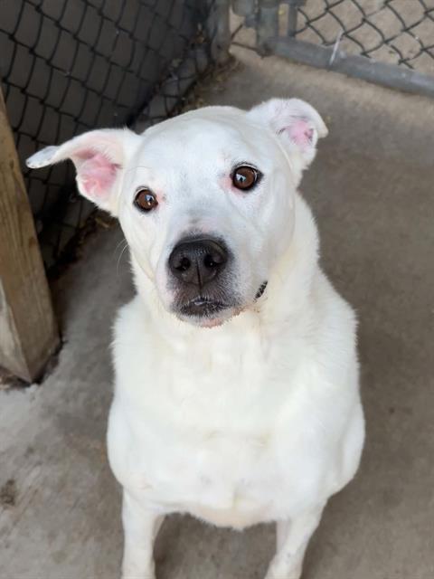 ANDAL, adoptable senior Labrador Retriever and American Pit Bull Terrier