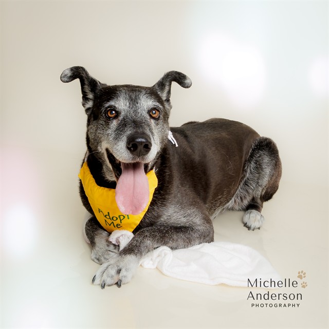 SANDY, adoptable senior German Shepherd Dog mix