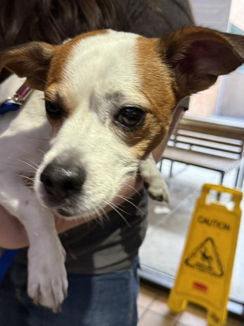 MILO, adoptable senior Jack (Parson) Russell Terrier mix