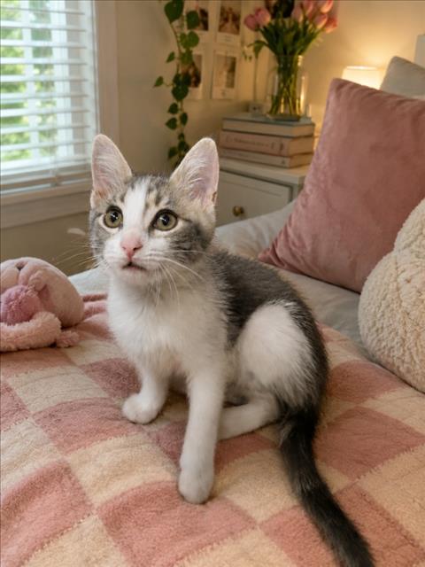 Image_A392185