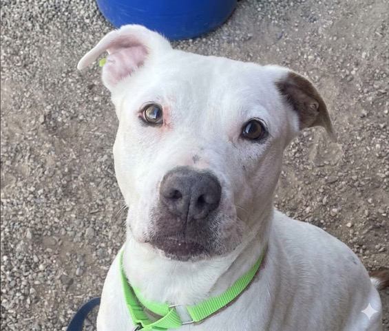 Lily, adoptable senior dog