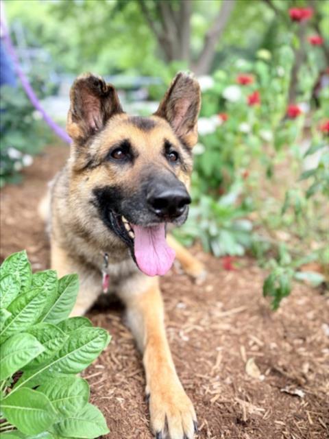 Panfilo, adoptable senior German Shepherd Dog