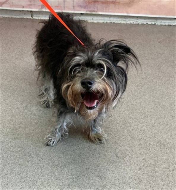 Senior Terrier mix, adoptable senior dog