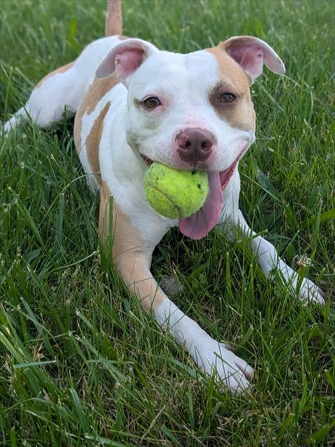 Bulldog