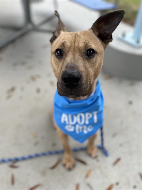 KODA, adoptable senior Black Mouth Cur and Carolina Dog