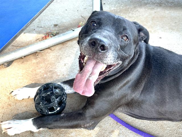 THOR, adoptable senior dog