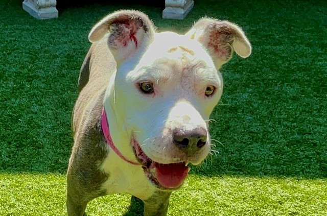 DAISY, adoptable senior Pit Bull Terrier
