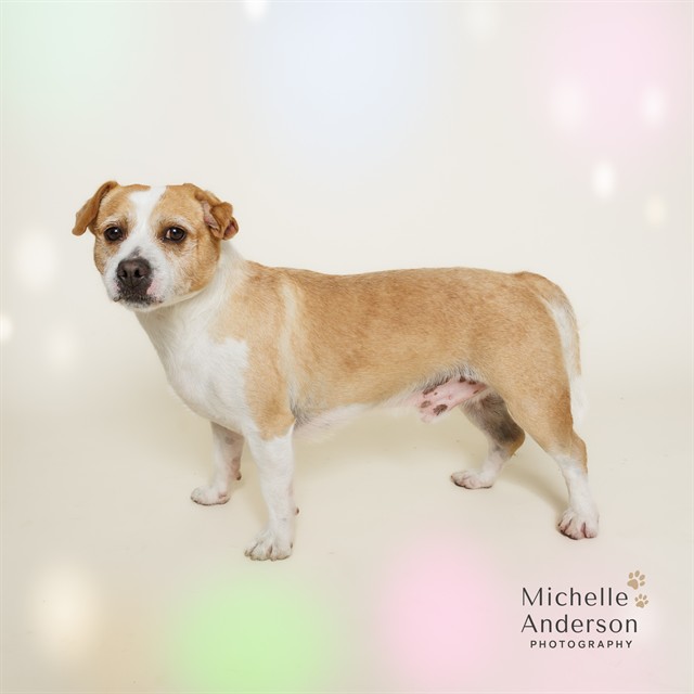 WYATT, adoptable senior Terrier mix