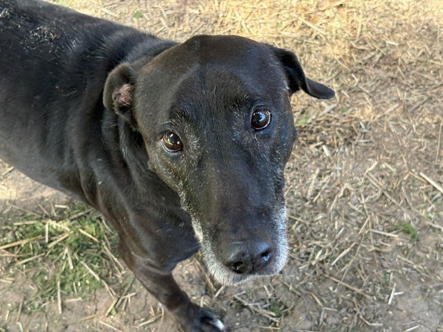 BUDDY, adoptable senior Labrador Retriever mix