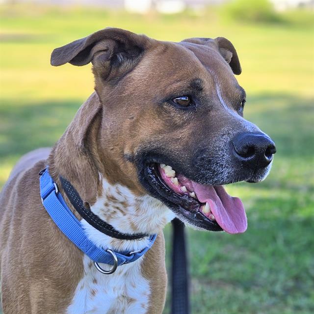 Apollo, adoptable senior dog