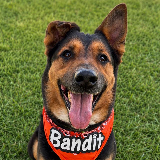 Bandit, adoptable senior dog