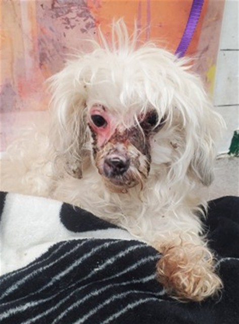 Senior Poodle - Miniature mix, adoptable senior dog