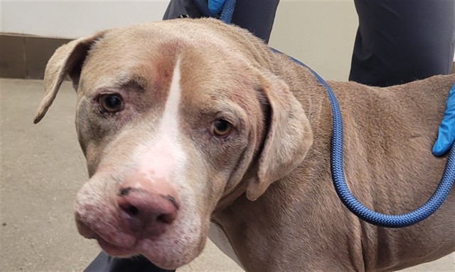 Bruce, adoptable senior dog