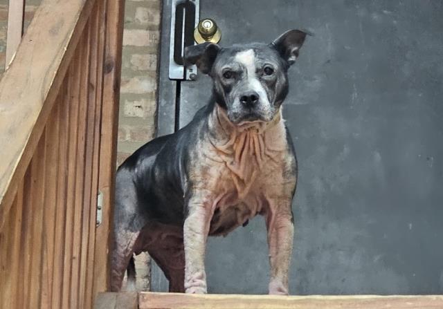 CHEVY, adoptable senior Bully Breed