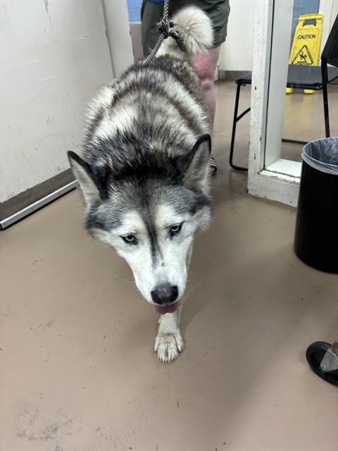 DANTE, adoptable senior Siberian Husky