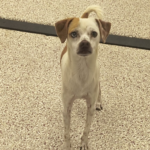 Carter*, adoptable senior dog