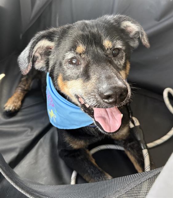 ARTHUR, adoptable senior Labrador Retriever mix