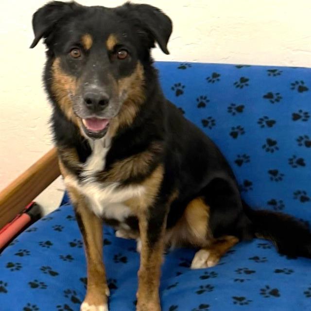 Lenny, adoptable senior dog