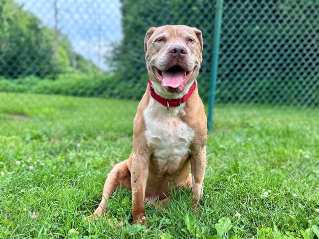 TYLER, adoptable senior Pit Bull Terrier