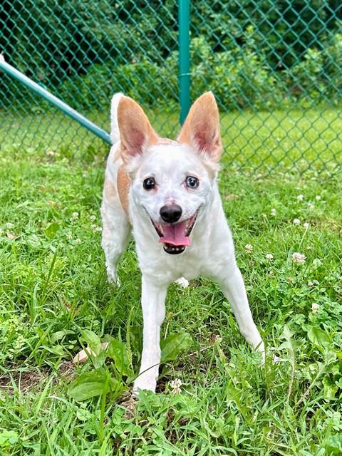 KANE, adoptable senior Chihuahua - Smooth Coated mix
