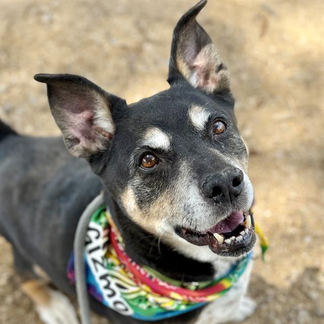Gizmo, adoptable senior dog