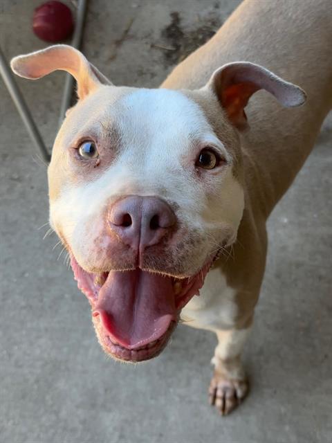 BANDANA, adoptable senior American Pit Bull Terrier