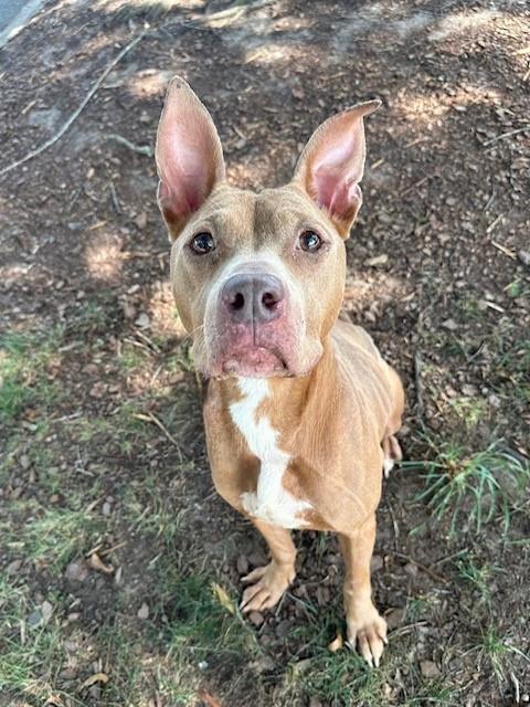 COCOA, adoptable senior Pit Bull Terrier