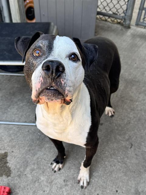 DOMINO, adoptable senior American Pit Bull Terrier